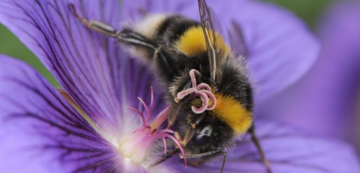 LIFE 4 Pollinators lands on Scottish shores!