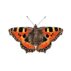 Aglais urticae