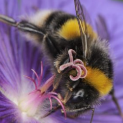 LIFE 4 Pollinators lands on Scottish shores!
