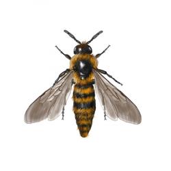 Dasycolia ciliata (female)